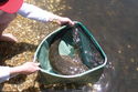 Report from Brian Egan 26th December 2010 from Mallacoota     *  Caught at 1 pm on 22/12     * Bait: live mullet     * Weight: 4.52 kg (10 lb.)     * Length: 90 cm     * Released after photos were taken  (a great feeling)     * Gear: $10 kids rod (yellow)